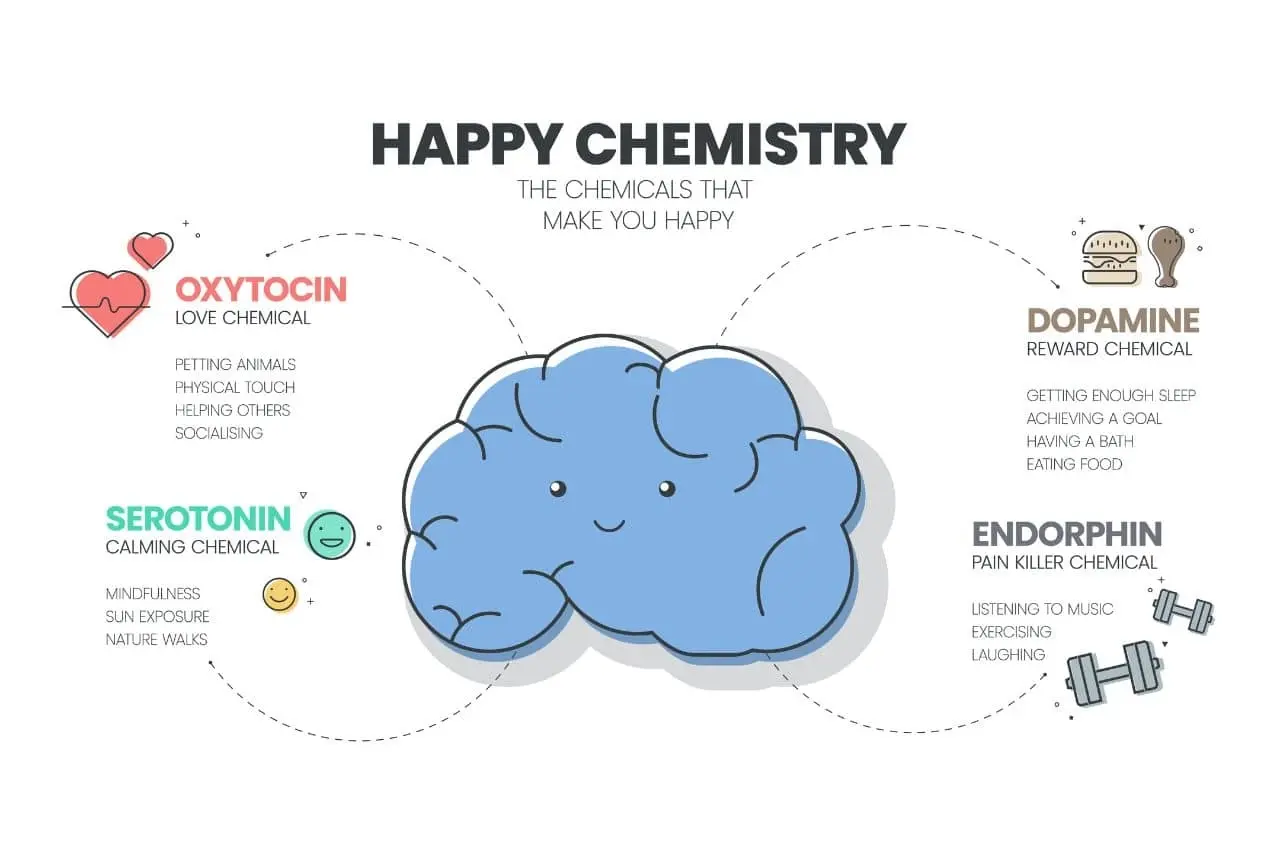 Diagram of brain chemistry.jpg