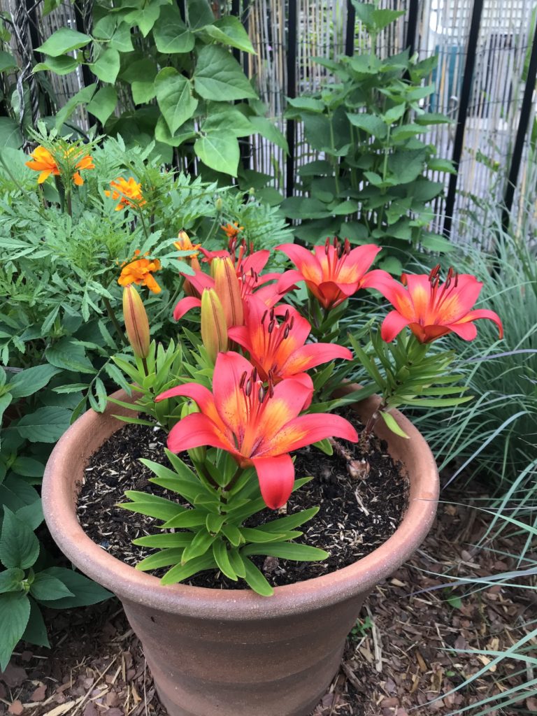 photo of lily plant