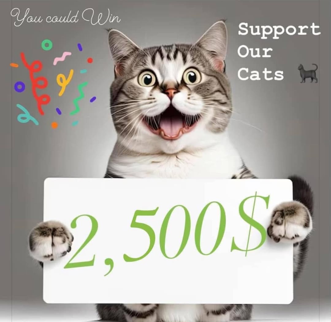 cat available for adoption named