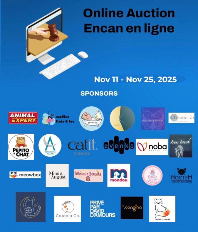 cat available for adoption named