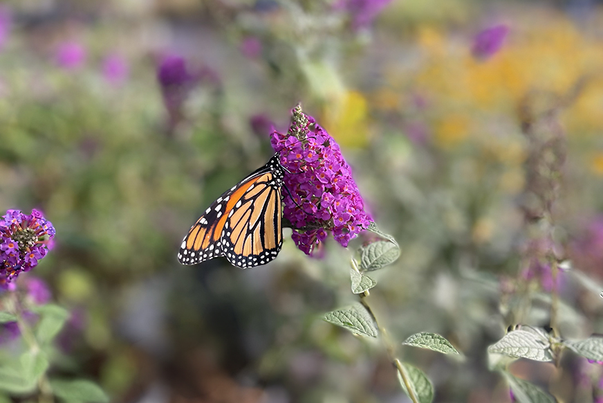 butterfly-may-2021