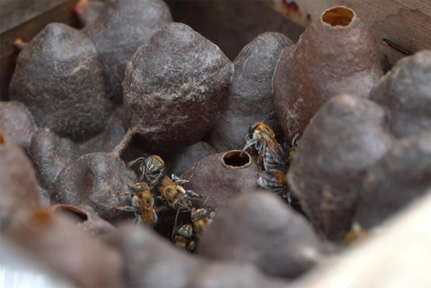 melipona-hive