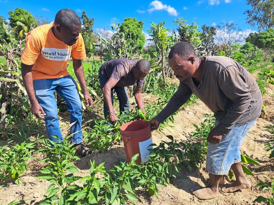 Alt text: Three people work in a cultivated field, tending rows of young green plants. (Haiti, 2024)
