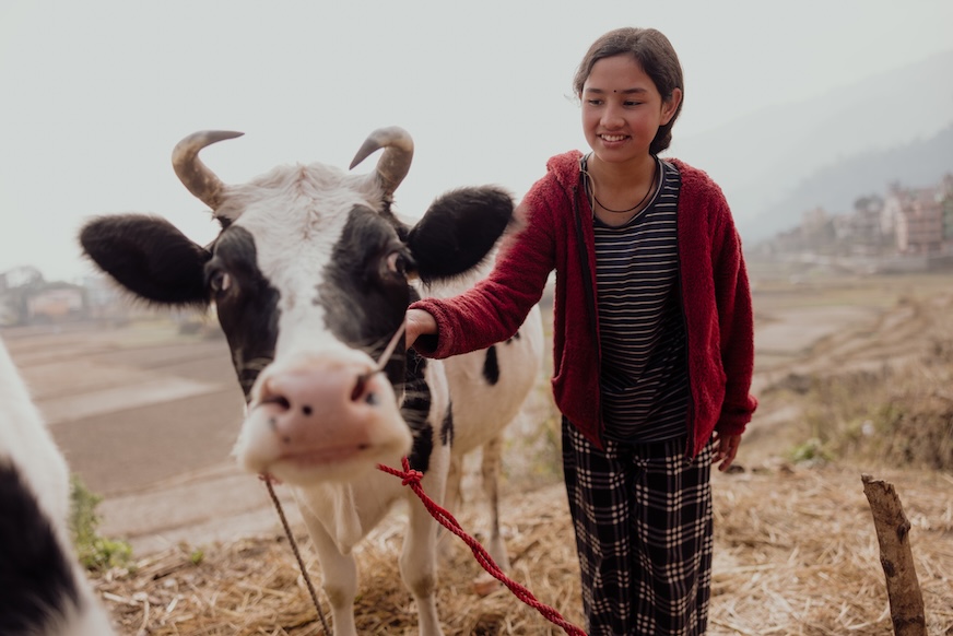 A cow noses close to the camera, while a young girl holds it by the lead.