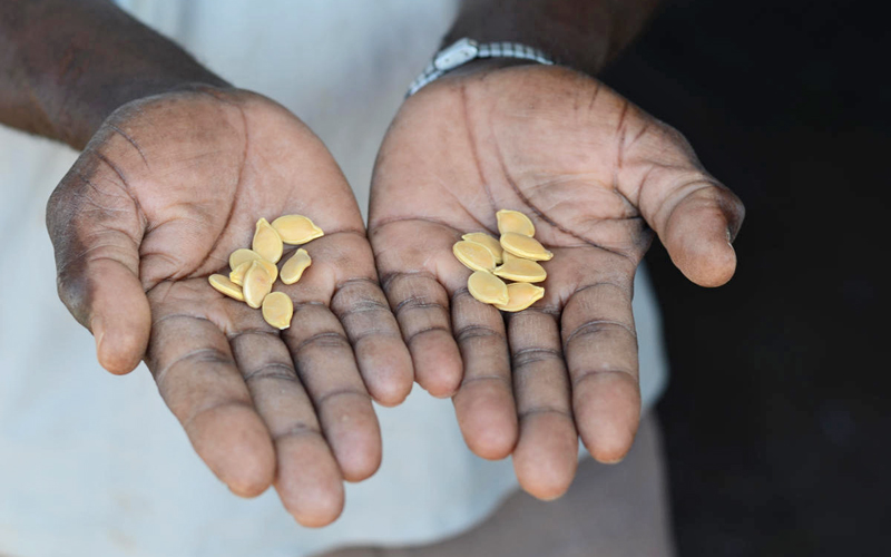 A black man's hands holding out a a few seeds.