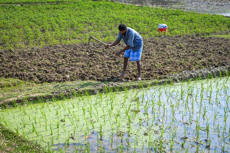 A person uses a tool to till the soil in a rice paddy in Bangladesh. (Bangladesh, 2025)