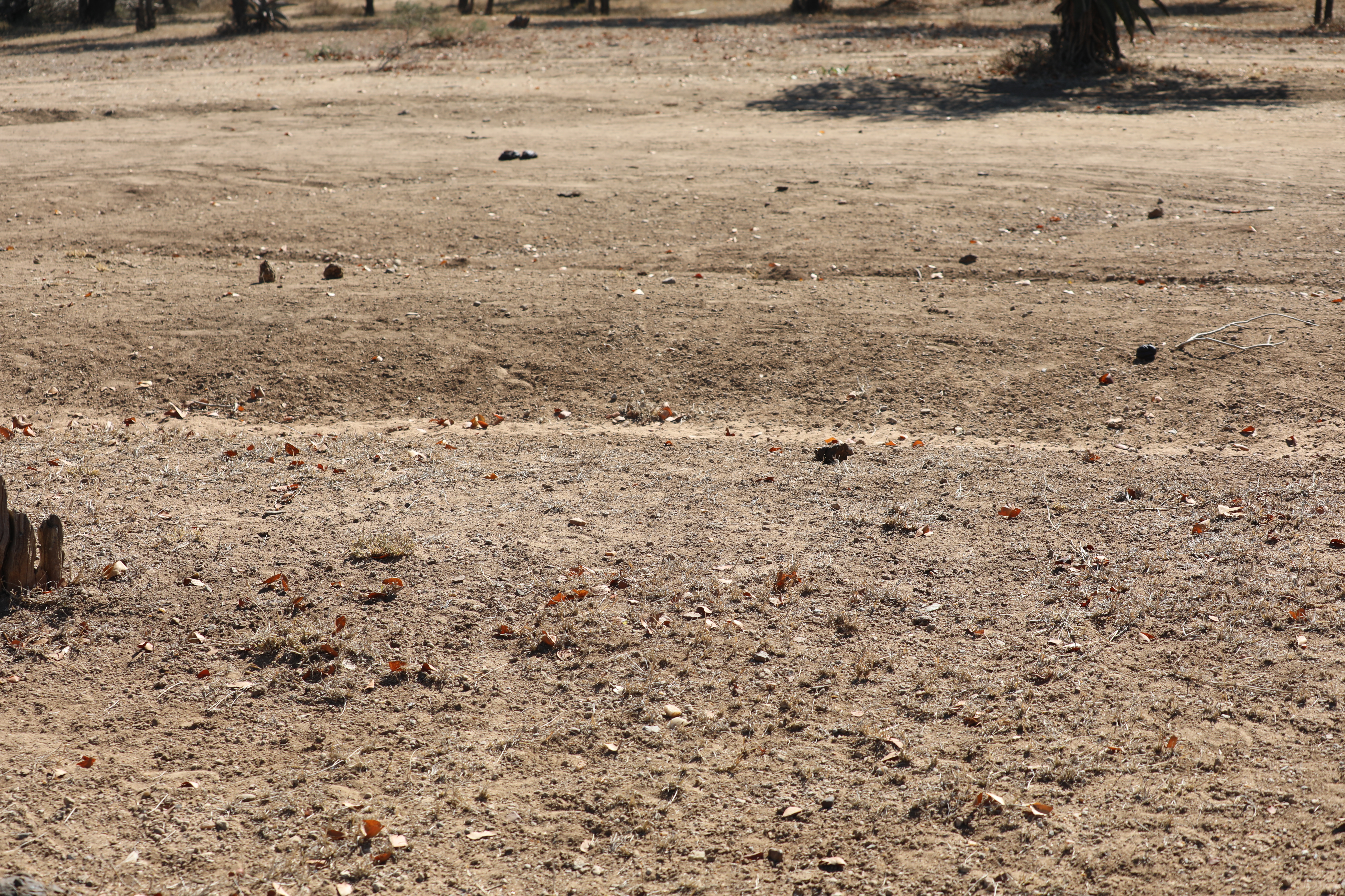 A desolate landscape, the aftermath of widespread tree felling.