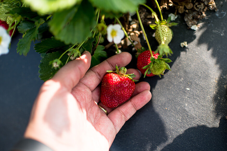 : A close-up, top-down view of a hand reaching out to harvest a bright red, ripe strawberry from a lush green plant growing over black landscape fabric.