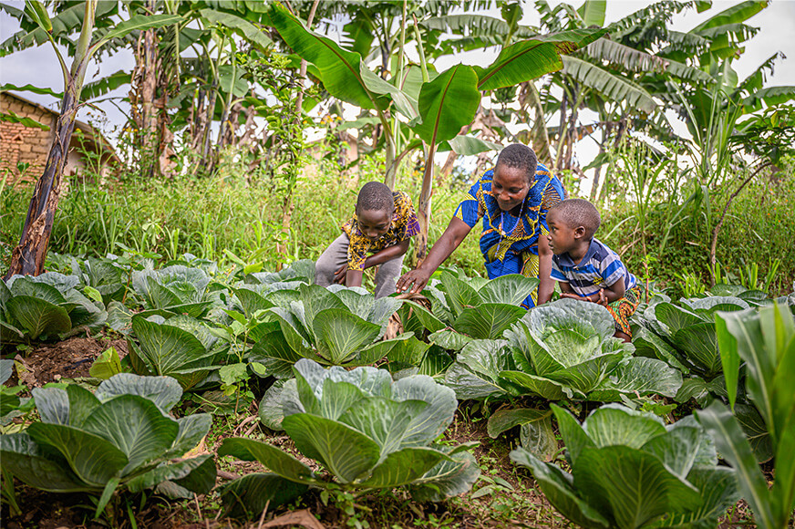 A woman and two young children crouch together in a lush, green garden, carefully tending to a row of large, healthy cabbage plants under the shade of banana tr
