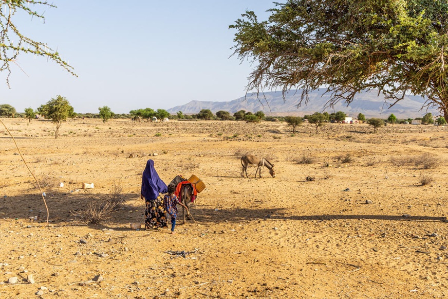 A person walks across a dry, sandy landscape with donkeys nearby and distant trees and mountains in the background. (Somalia, 2024)