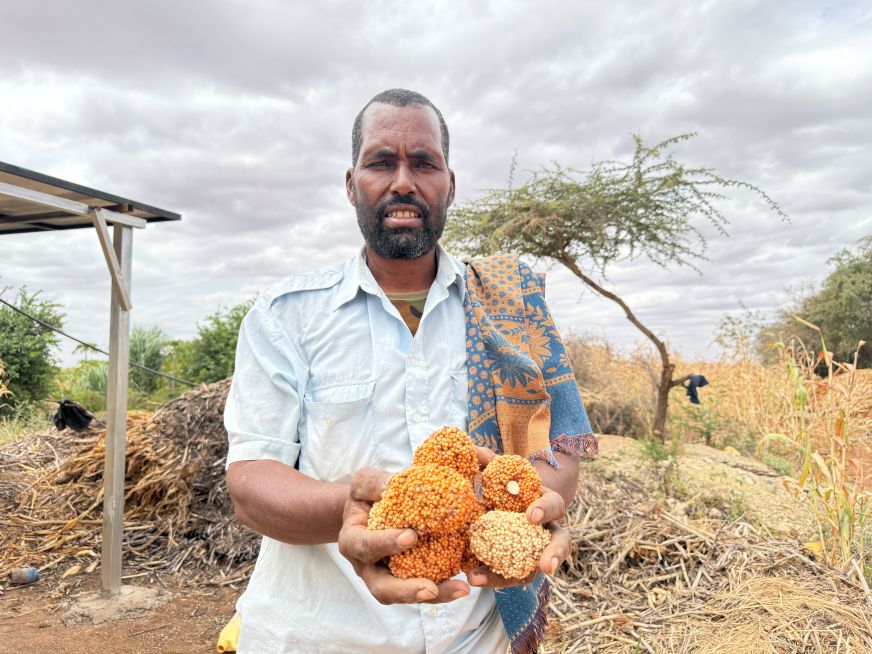 In Somalia, a man wearing a button-down shirt holds a cluster of sorghum in front of him.