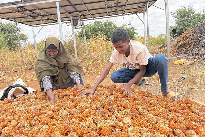 emerg-response-somalia-sorghum-crop