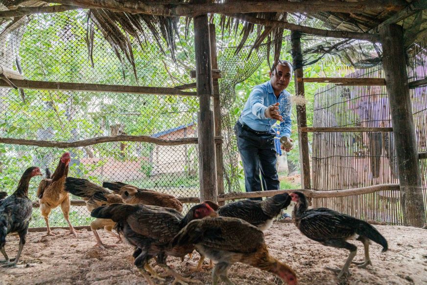 In Cambodia, a man wearing a blue shirt scatters feed to a flock of chickens.