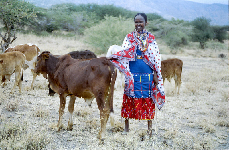 A young woman in bright, traditional dress stands among a small herd of cows, smiling broadly.