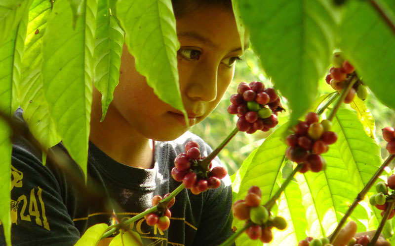 child-labour-risky-grocery-mexico-coffee-boy-leaves.