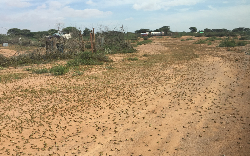 fao-desert-locust-crisis-east-africa-somalia-swarm-farm-road.