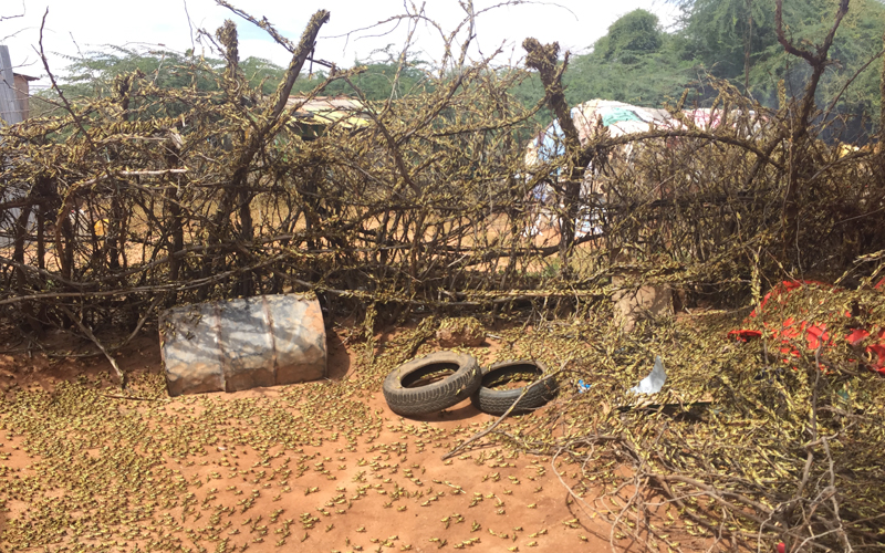 fao-desert-locust-crisis-east-africa-somalia-swarm-farm-yard