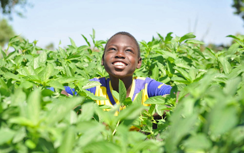 A young boy smiles up at the blue sky from a field of okra.