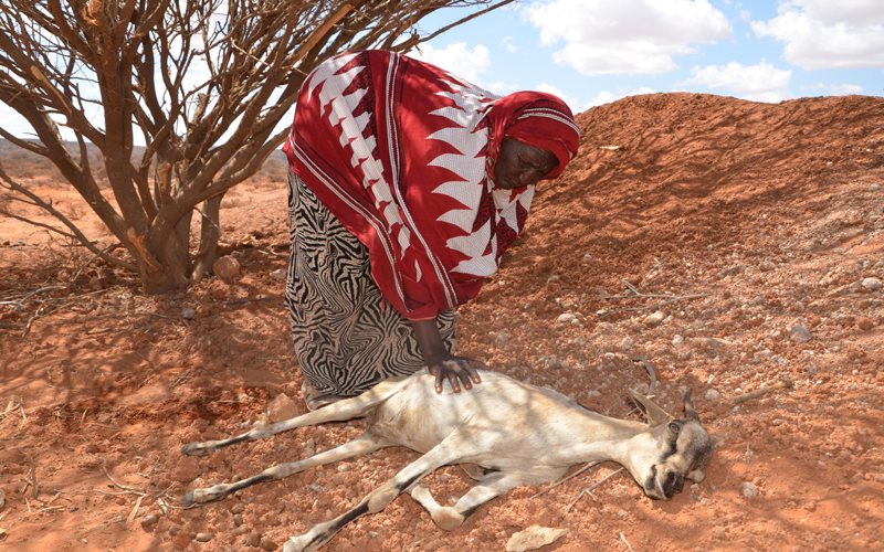 A Somali woman leans to pet a goat that is dying for lack of water.