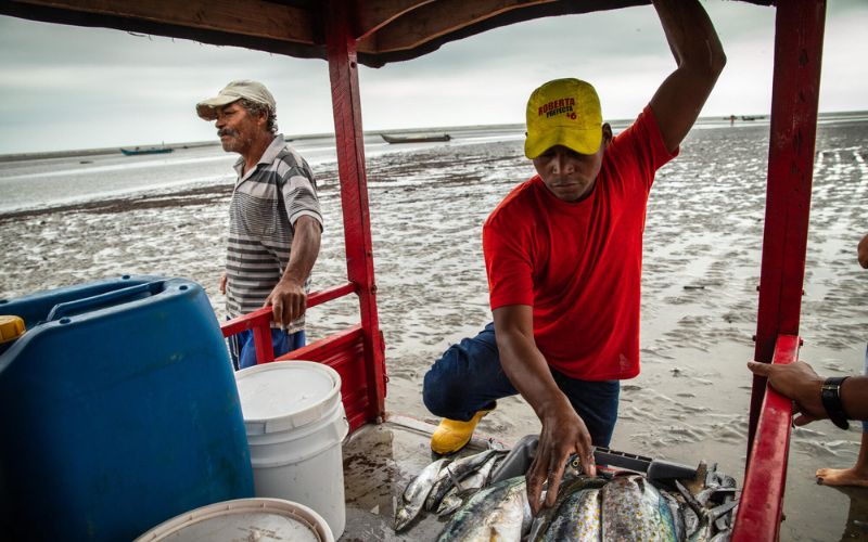 À marée basse, au large des côtes de l'Équateur, les pêcheurs chargent leurs prises dans leur petite embarcation.