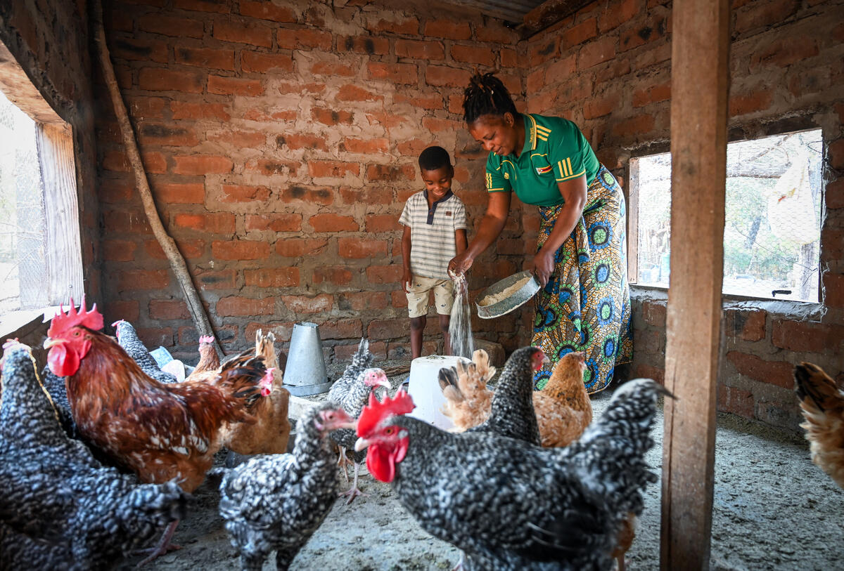 En Zambie, une mère et son fils nourrissent leur troupeau de poulets, qu’ils ont élevé au cours des dernières années.