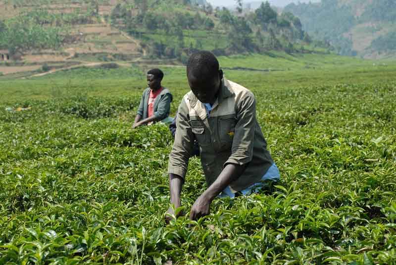 Deux personnes, qui pourraient être des adolescents ou de jeunes hommes, s’occupent des plants de thé sous le soleil brûlant de l’Afrique.