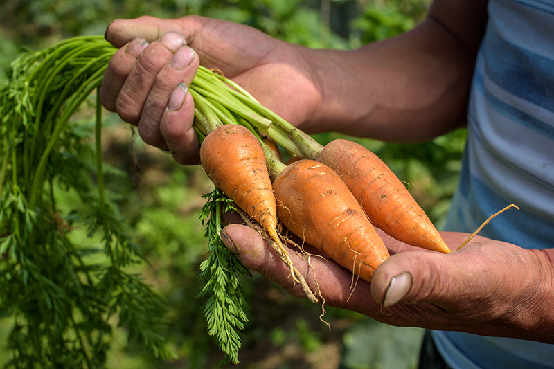 Un homme tenant des carottes récoltées dans un jardin communautaire.