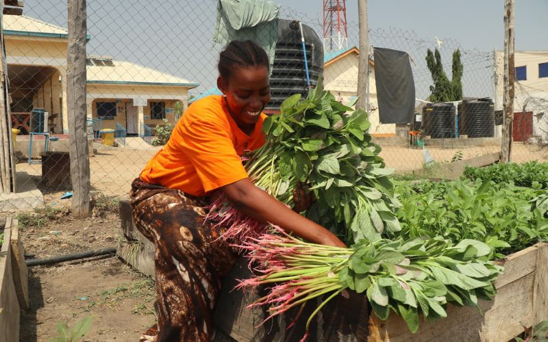 Une femme du Soudan du Sud se penche pour cueillir des légumes verts à feuilles dans un potager.