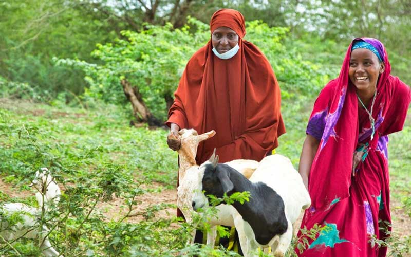 Au Kenya, deux femmes s'occupent de leurs chèvres dans un jardin verdoyant. L'une d'elles arbore un large sourire. Les deux femmes portent un foulard.