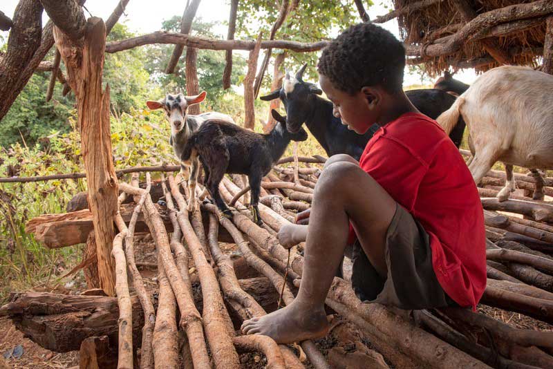 En Zambie, un garçon de huit ans s’occupe avec tendresse des chèvres de sa famille dans leur petit enclos en bois.