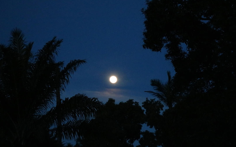 la lune brillant dans un ciel bleu foncé à travers les silhouettes des arbres.
