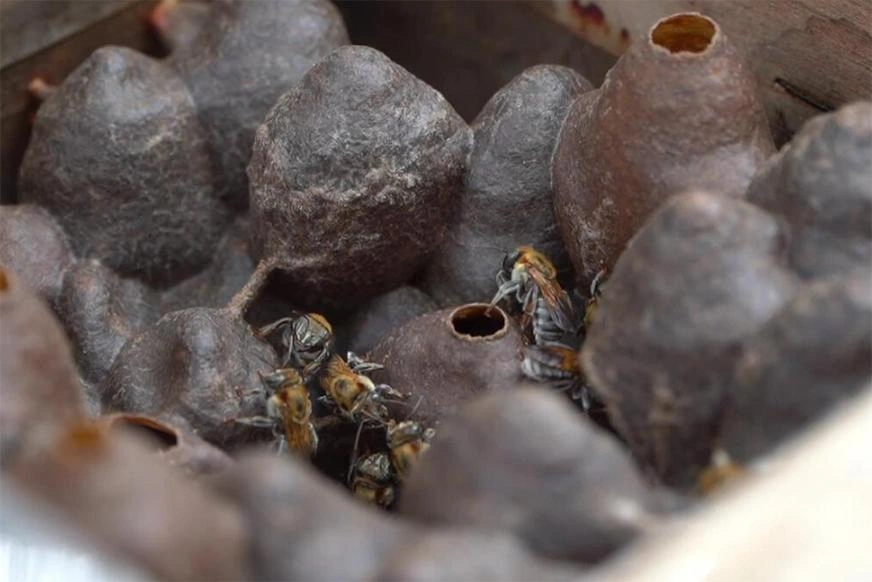 melipona-hive
