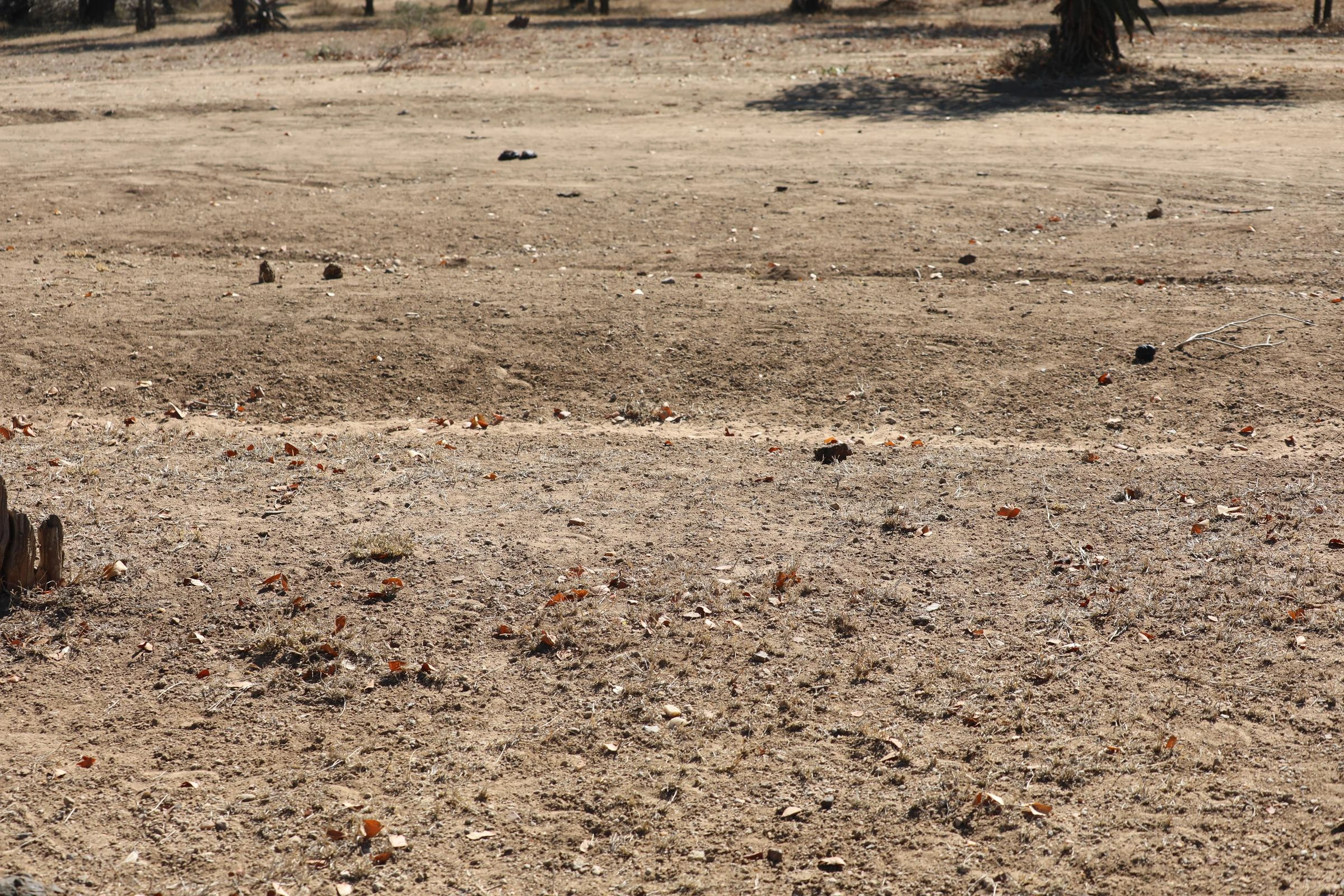 A desolate landscape, the aftermath of widespread tree felling.