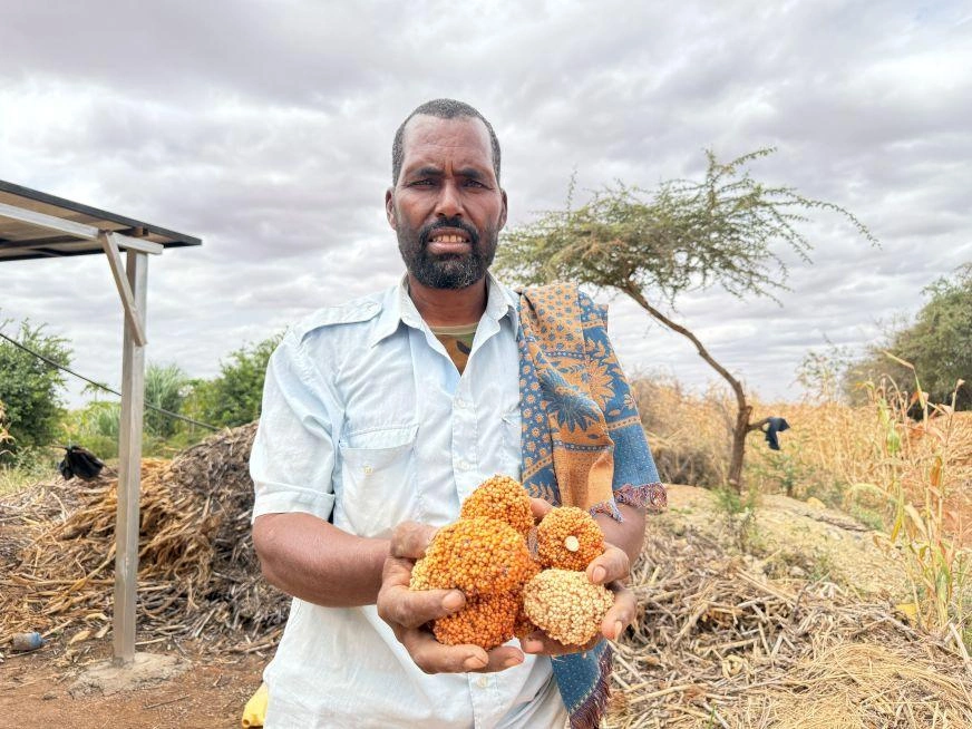 In Somalia, a man wearing a button-down shirt holds a cluster of sorghum in front of him.