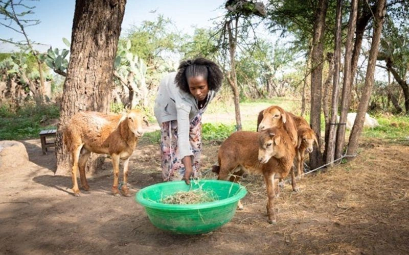 An Ethiopian woman feeds her goats.