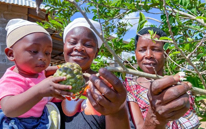 Two women tend to a fruit tree on a farm. One woman is holding a baby as they pick fruit.