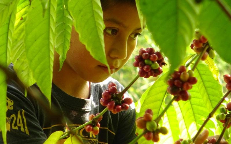 child-labour-risky-grocery-mexico-coffee-boy-leaves.