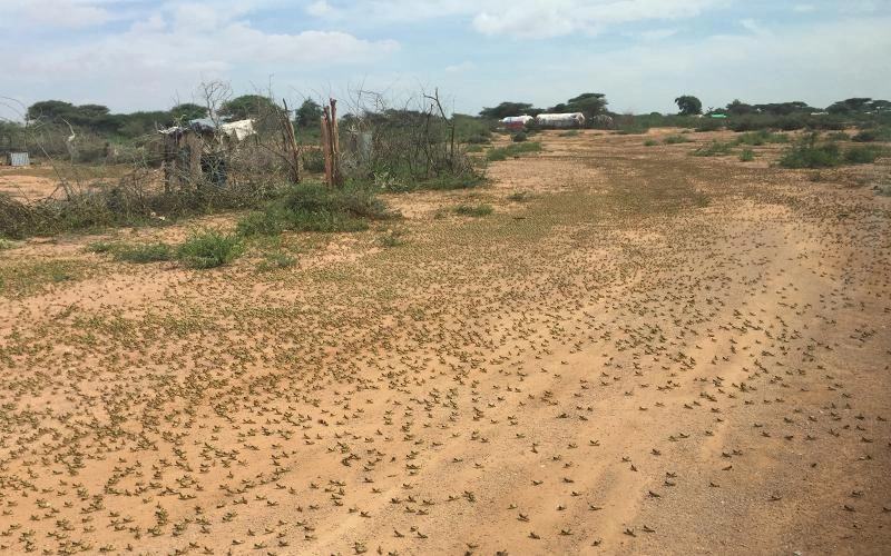 fao-desert-locust-crisis-east-africa-somalia-swarm-farm-road.