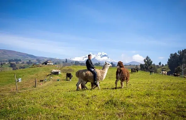 A boy rides an alpaca in a field on his family’s farm.