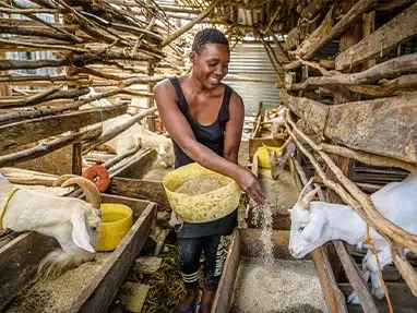 A woman is feeding goats on a farm supported by World Vision Thrive project in Kenya. (Kenya, 2022)