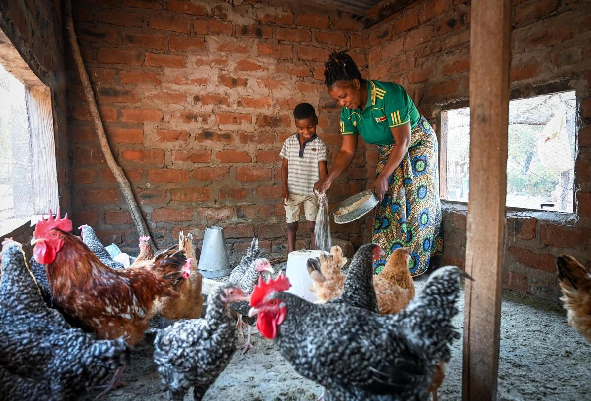 En Zambie, une mère et son fils nourrissent leur troupeau de poulets, qu’ils ont élevé au cours des dernières années.