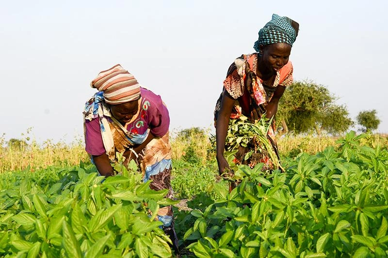 Deux femmes s'occupant d'une petite ferme communautaire.