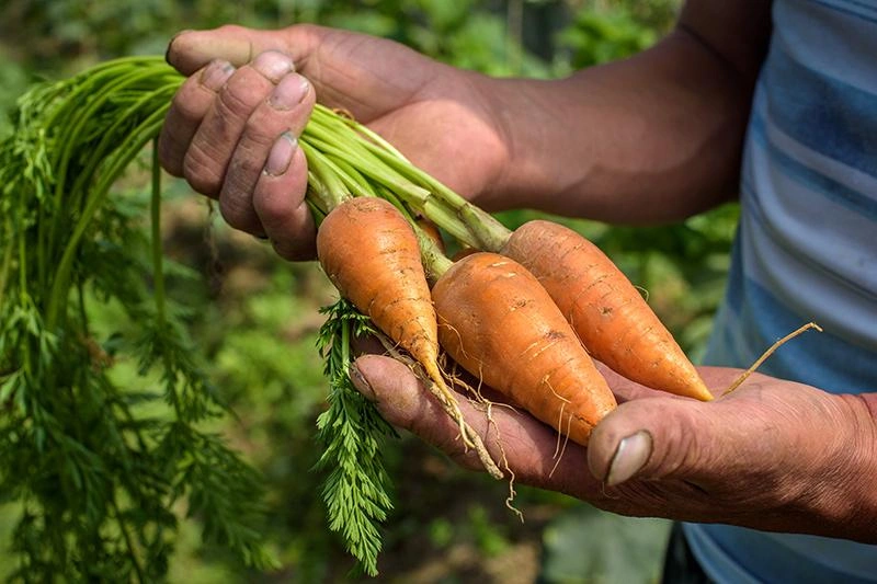 Un homme tenant des carottes récoltées dans un jardin communautaire.