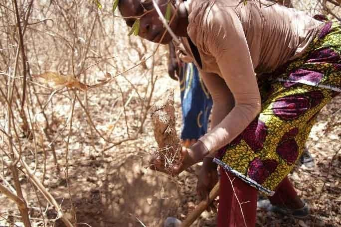 En Zambie, une femme se penche dans une prairie sèche pour montrer un légume flétri.