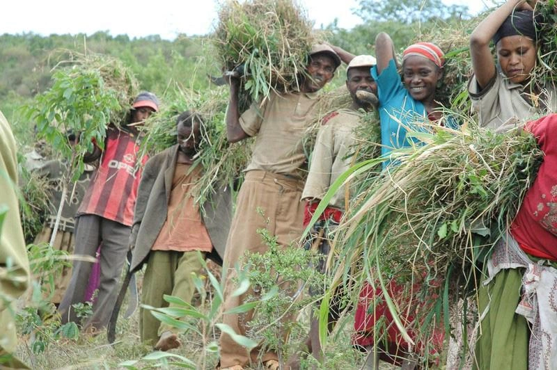 Un groupe de personnes sortent du bois du fourrage pour nourrir leur bétail. Une femme sourit.