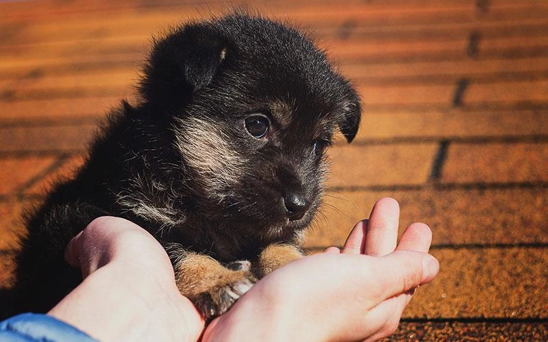 Un adorable chiot dans les bras d’un adulte.