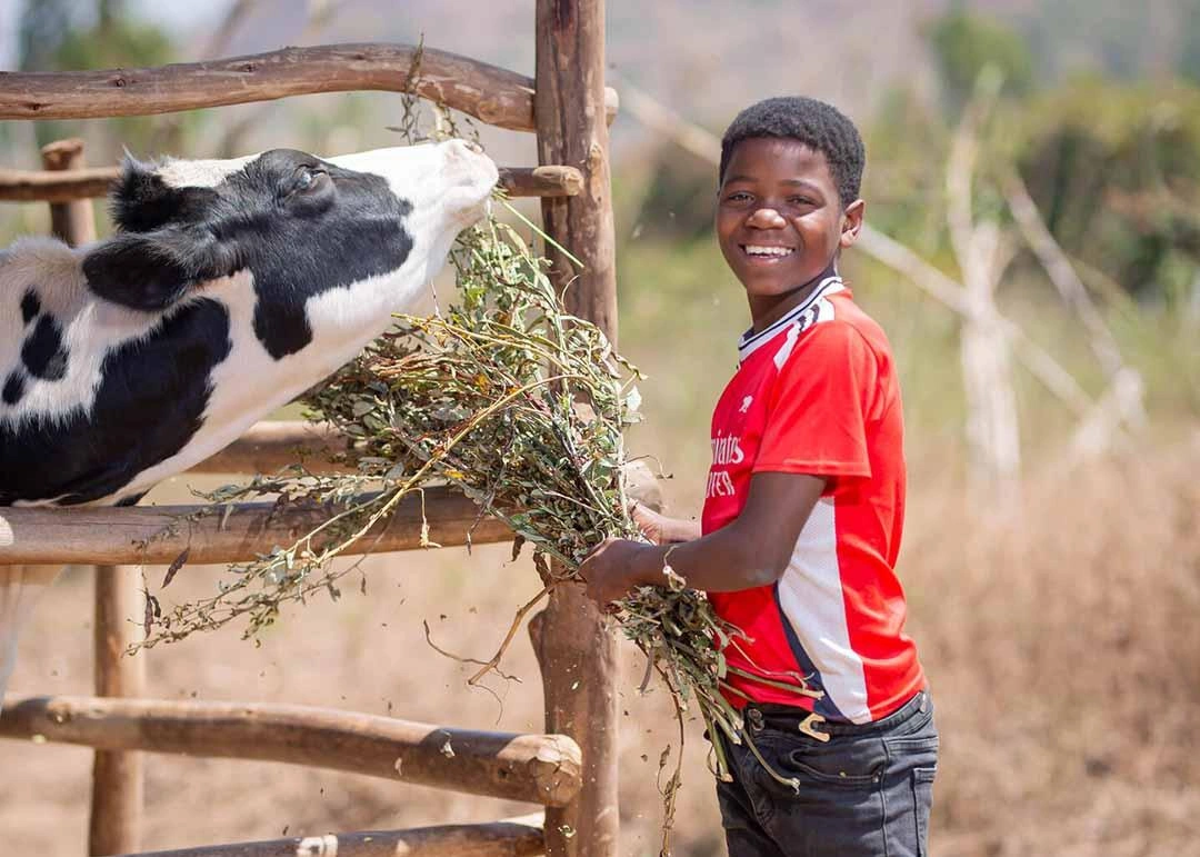 Brian sourit fièrement tout en nourrissant la vache qu’il a reçue dans le cadre du programme THRIVE.