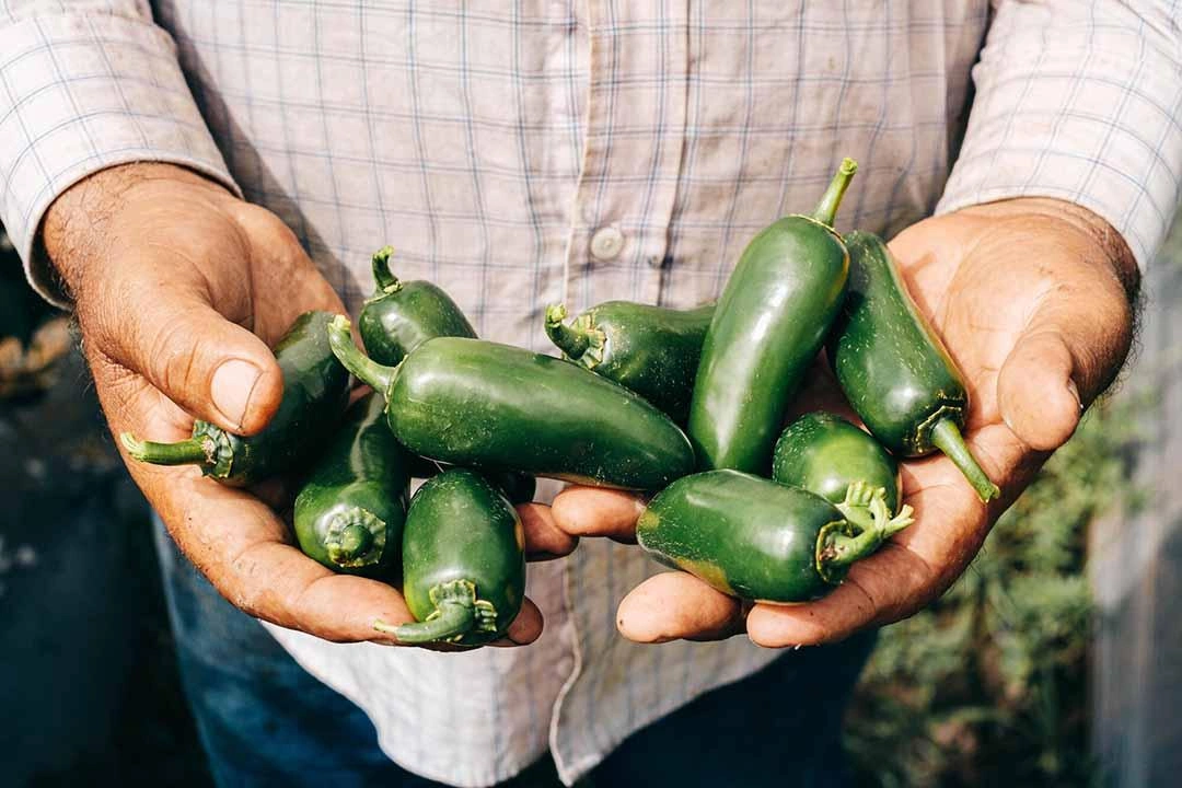 Don Antonio tient dans ses mains des piments jalapeños qu’il a cultivés dans son champ.