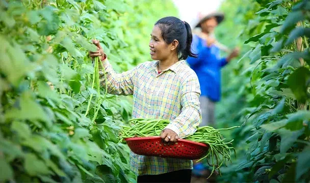 A woman harvest crops in a field of green plants.