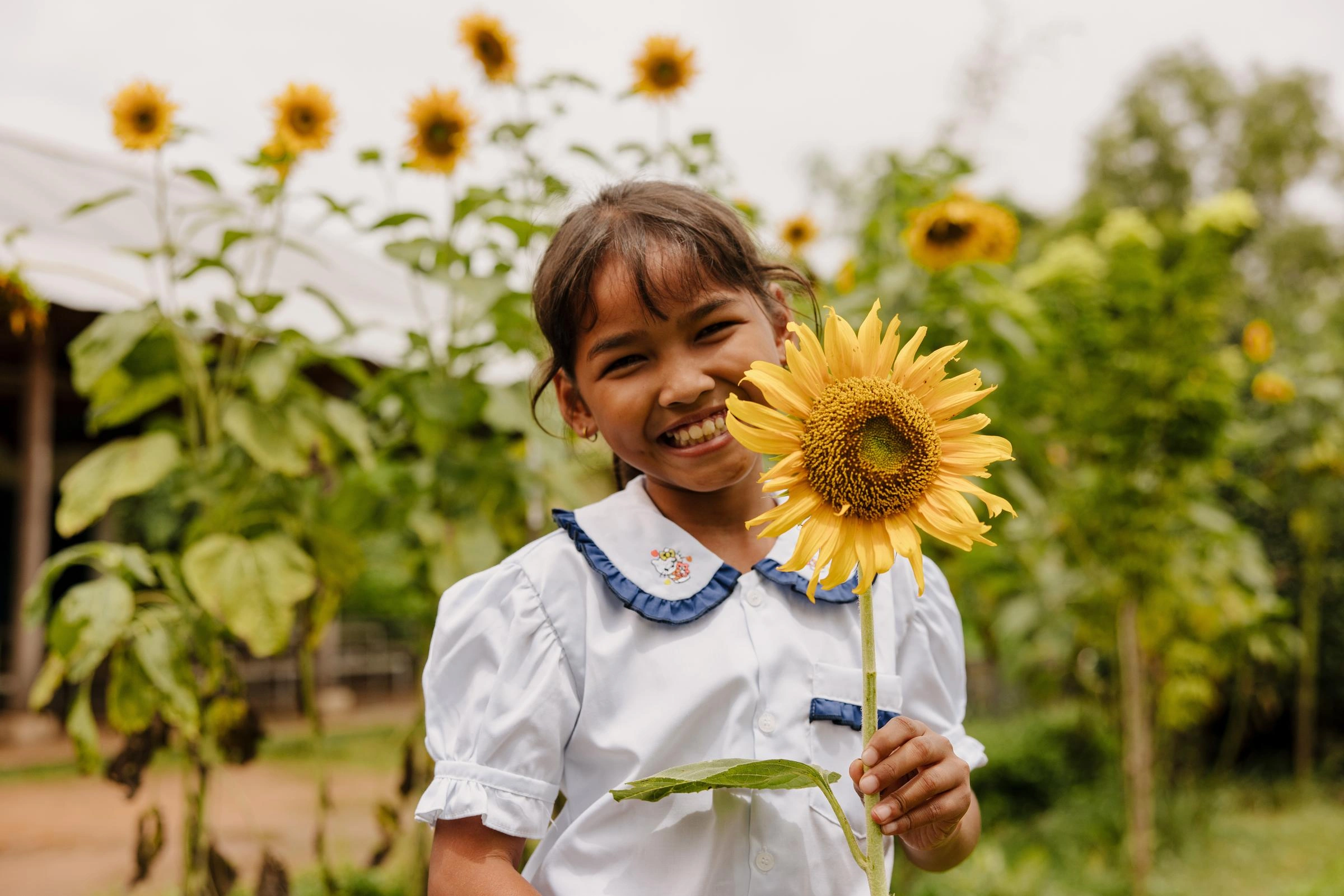 A young girl beams happily into the camera while holding a sunflower in the sunflower field.